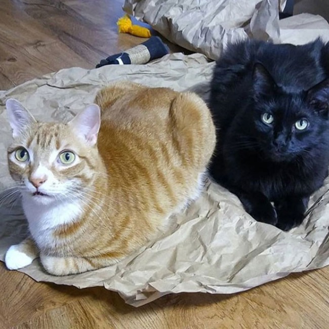 Cole and Marmalade